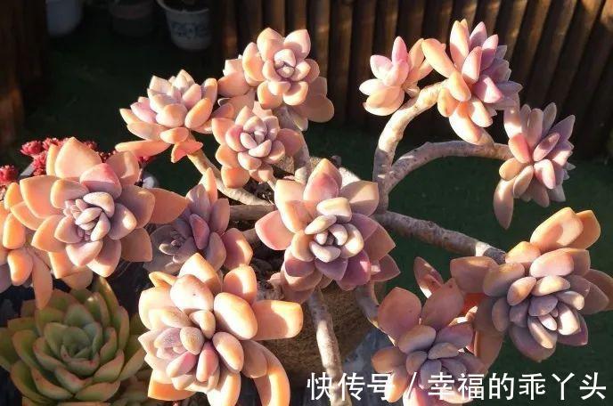 4种新手也能养成老桩的多肉,个头虽小造型绝美,第4种老桩最出彩