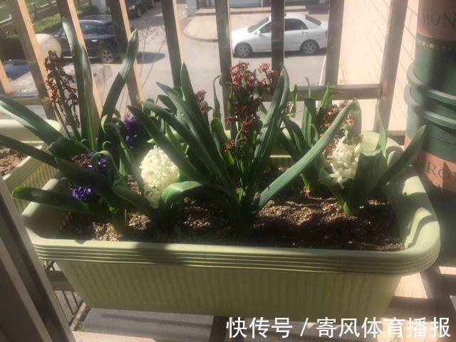 10月“值得”养5种球根花,10天就生根,养2月就开花