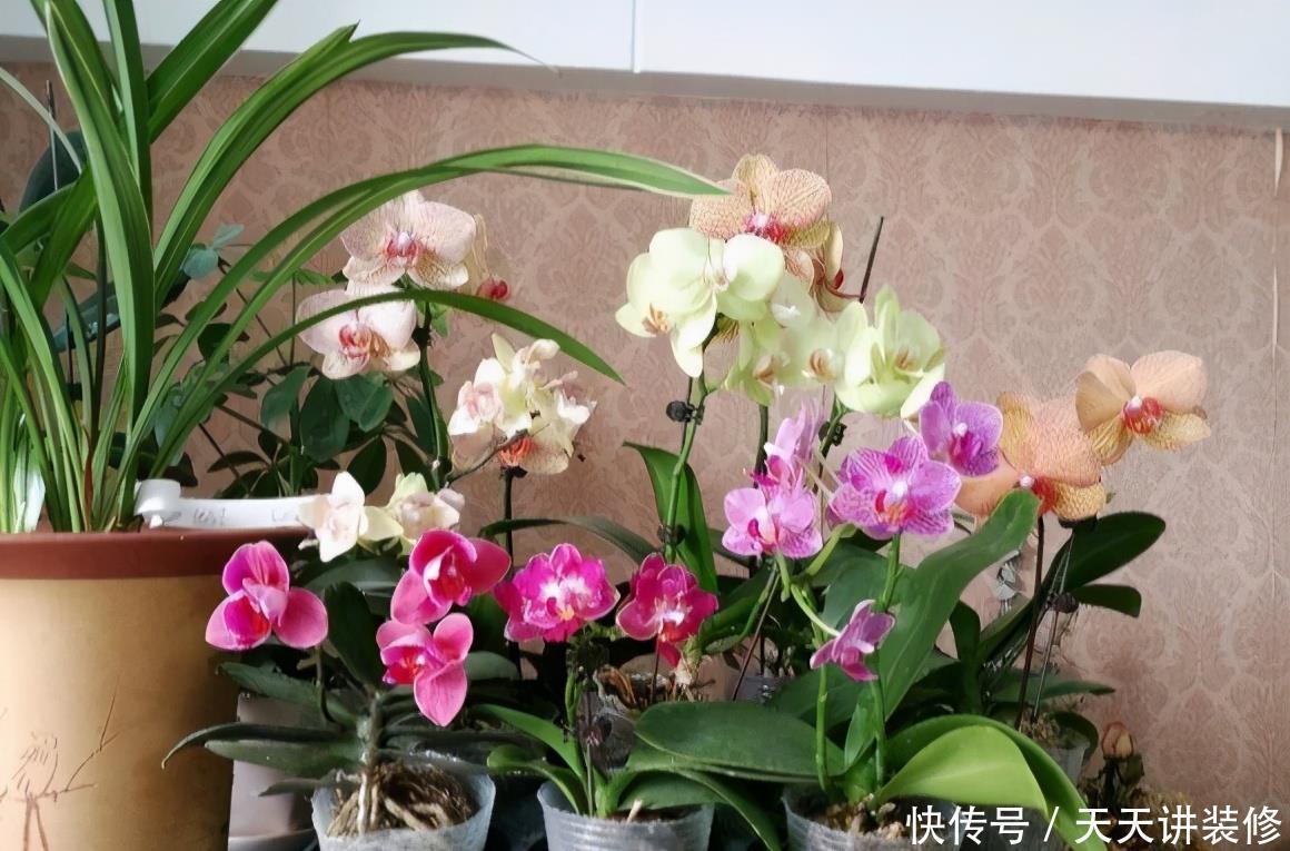 丽格海棠|4种花漂亮“娇滴滴”,新手养它都“没戏”,养一回伤一回