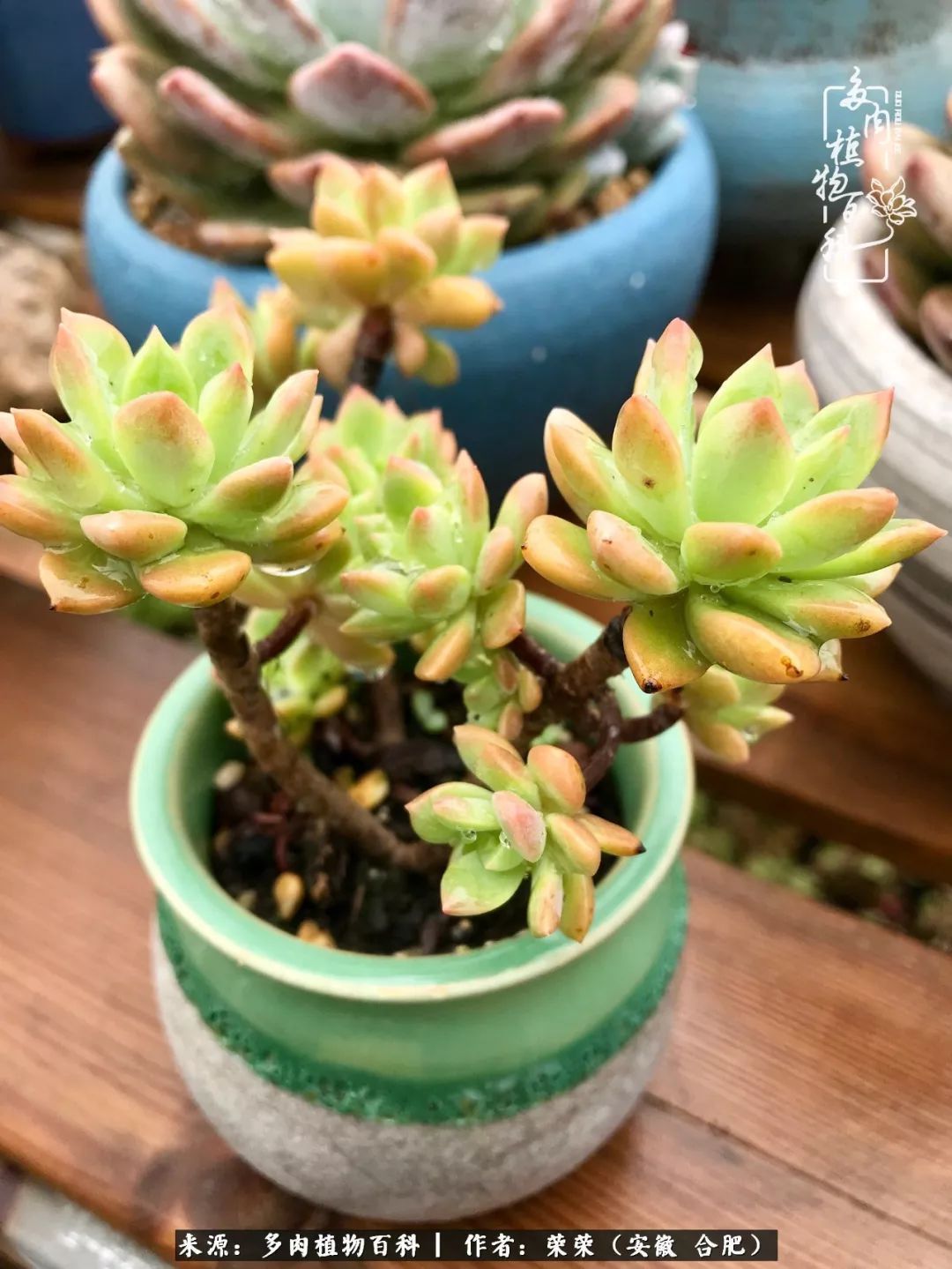 初秋时节，度夏后的多肉陆续回归！偷偷上了一层淡妆！