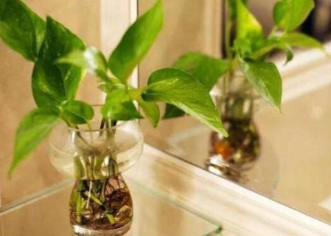 白醋倒进花盆里,竟有这么厉害的作用