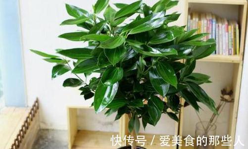 农历9月21日霜降后,养什么花?以下3种花,平平安安招财纳福