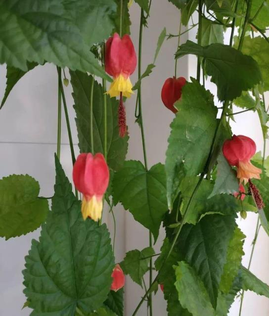 家里养盆蔓性风铃花,掌握4点养护技巧,全年花开不间断!