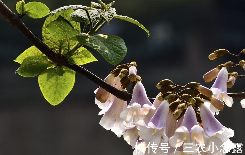 适合庭院种植的树木