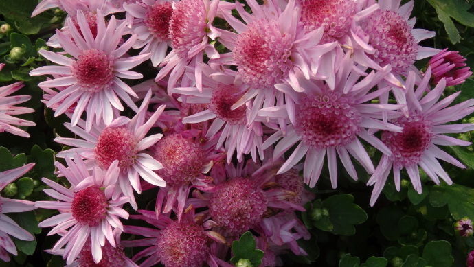 喜欢菊花,不如养盆“菊中精品”紫袍,群芳争艳,开花爆盆美!