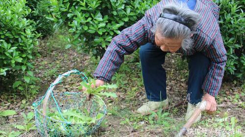 雙胞胎|農(nóng)村5對(duì)“雙胞胎野菜”,城里人傻傻分不清,第5對(duì)農(nóng)村人也搞混