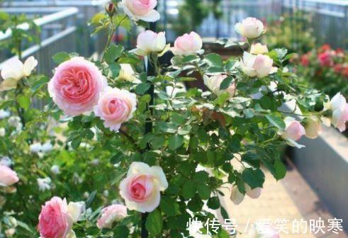 打理|家里阳台必养此款花卉,耐寒易打理,美观又大气,花色艳丽