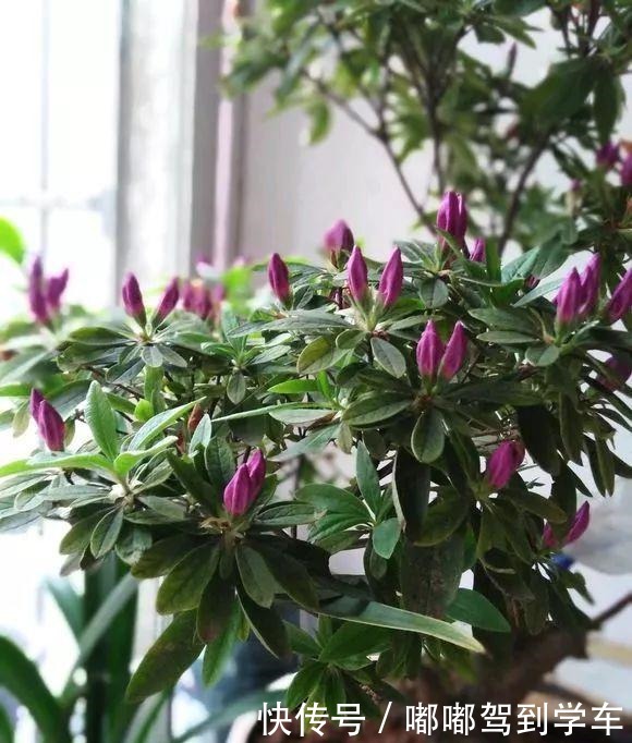 公认“最难养”的3种花，养一盆死一盆，看看你家有没有！