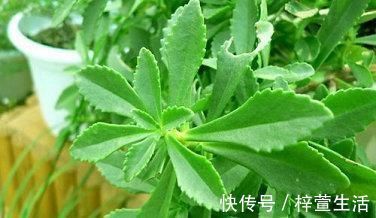 失眠|失眠新标准出炉,并不是睡不着,你可能并不是真正失眠,不妨查看下