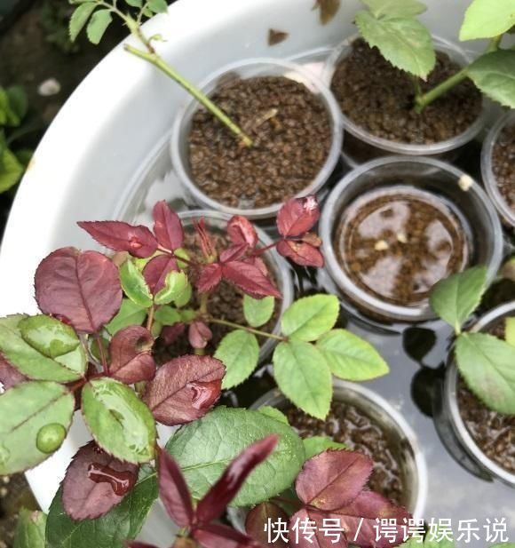 高春|扦插月季不生根黑杆用这种“神奇土”,10天生根,成活率高