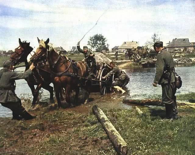 德国|德军二战的100万“动物部队”,没它们可能早就输了