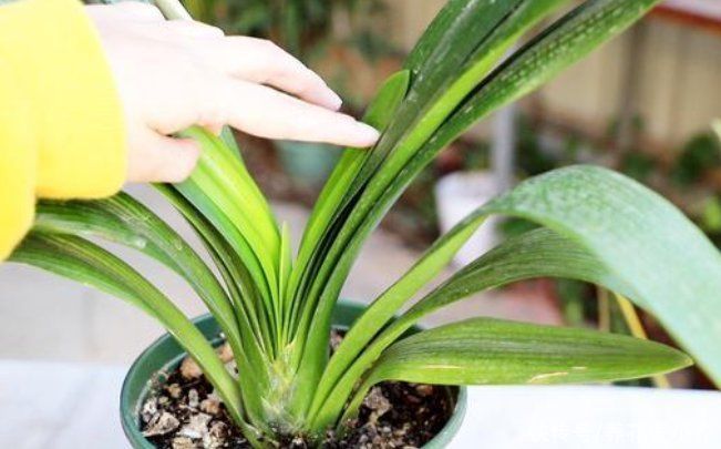 水分|君子兰浇水分“两季”，浇水方法各不相同，掌握技巧就能不烂根