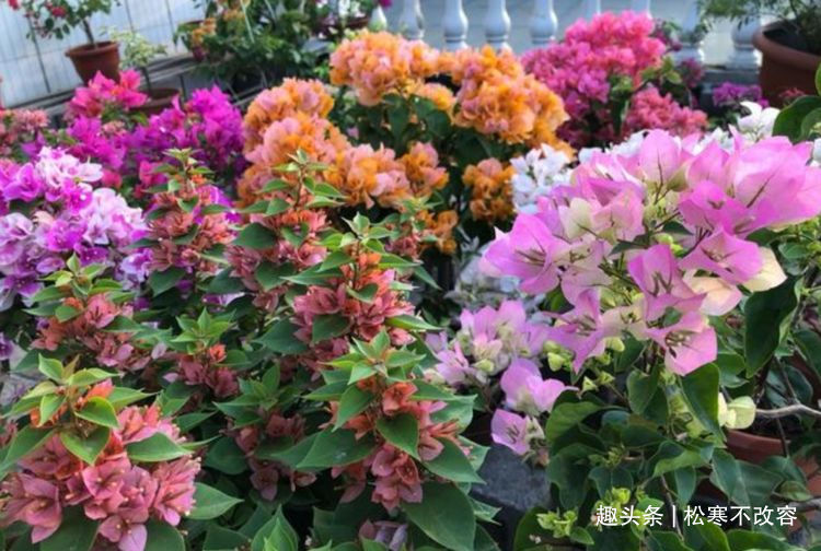 生命力|几款艳丽的花卉，漂亮又好闻，四季有花开，花香四溢飘满屋，美