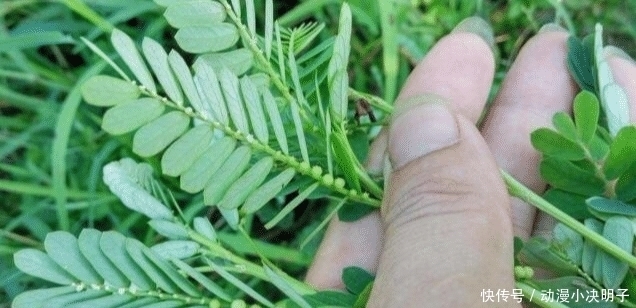 福气|人称“阴阳草”,如今不多见,看到是福气,别拔,拔1棵少1棵