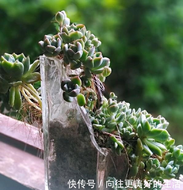 养多肉,不再为缺少花盆发愁,取一瓢,取一碗,取一瓶都能养!