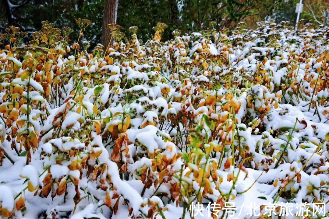 白雪世界|雪色与秋色荟萃出自然之美！