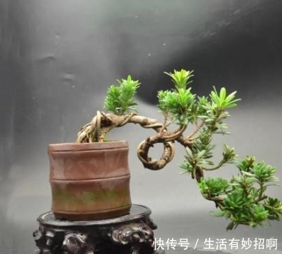 不会给盆景造型别急,先了解这两种方法,看完后再找自己的方向!