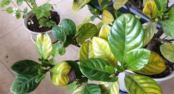 盆栽|往盆栽中滴几滴这个,月季、栀子等再也没有黄叶过