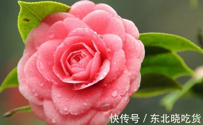 揭开茶花的真面目，很多人对其有误解，不要再犯傻，花朵很漂亮