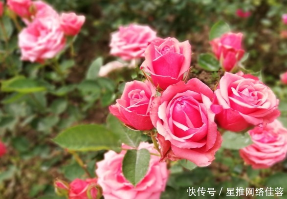 这四种花草十分好养活，喜欢养花的可以试试