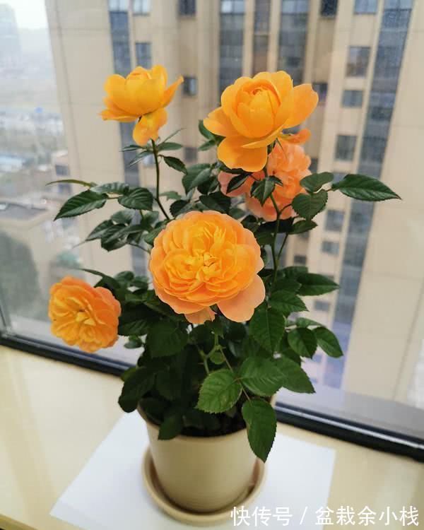 月季|新手养花“黑名单”，新手最好敬而远之，这些花买了也养不活