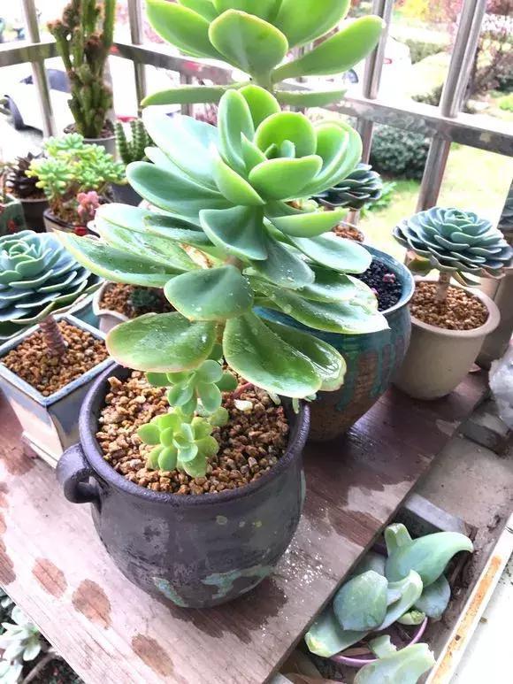 4种大型多肉超霸气,个个都是“巨无霸”,越养越值钱!