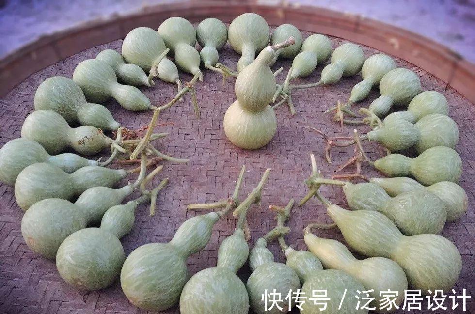 叶插|用葫芦种多肉，一养就是三年，邻居给钱都不卖