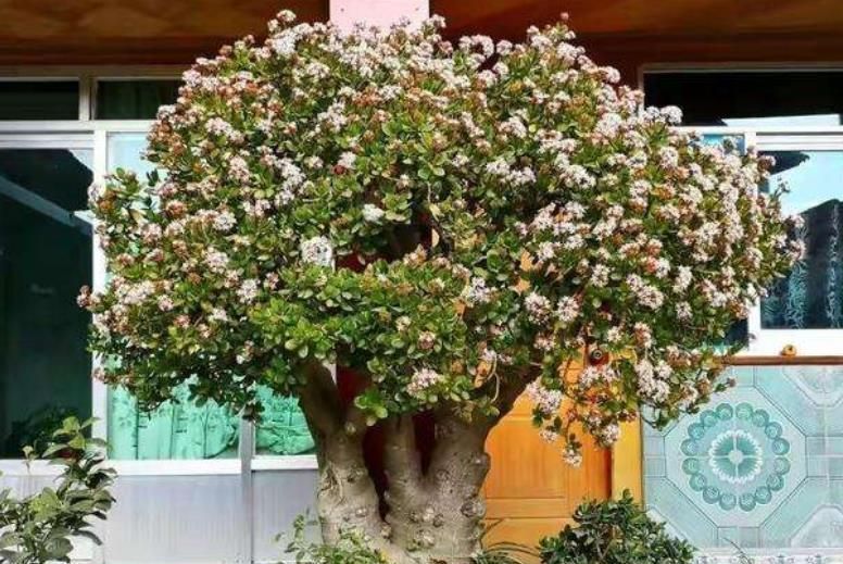 小老桩|玉树长出新芽后,3件事赶紧做,不然黄叶枯萎,难养成小老桩