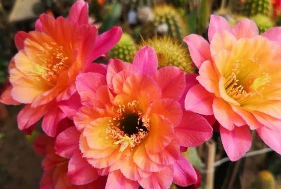 “1种花”开花特漂亮,却从来不长叶子,漂亮又好养,一养就上瘾