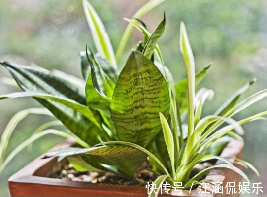 六倍利|喜欢养花,不如养盆长寿花,花量大花期长,花色绚丽夺目