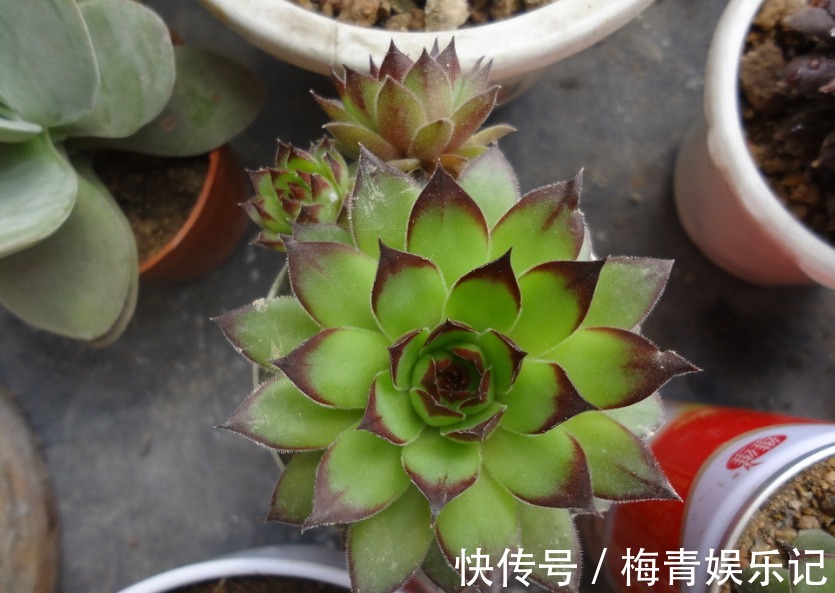 养花别再没自信了,盆栽这“4款”多肉,“随便整”都弄不死