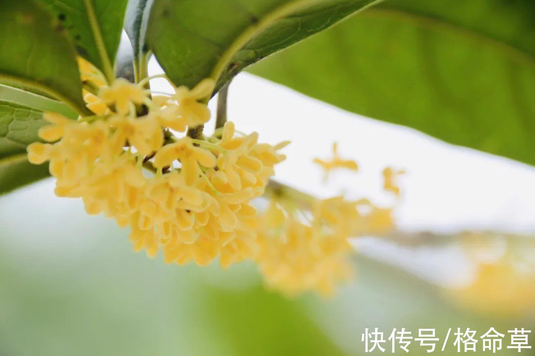 香远&原创诗词|忽如一夜桂花来,苦等三天恰自开