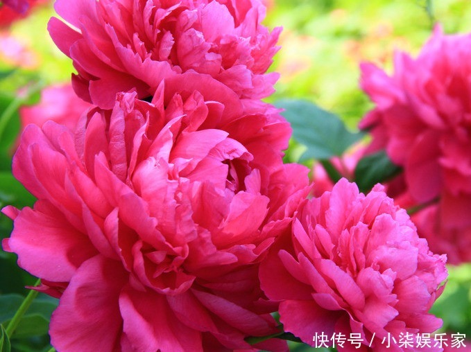 扦插|喜欢养花,不如养芍药花,养护轻松,花苞大过拳,开花超美!