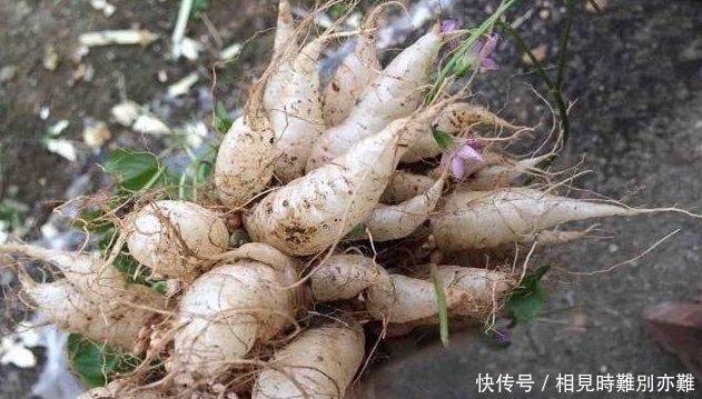 在农村,小时候最喜欢一口吃掉它,据说几乎没有农村娃不认识它