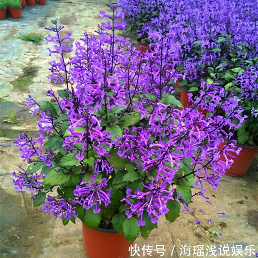 邻居的院子夏日几乎没“蚊虫”，原来是因为养了3种花，我也要养