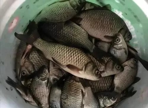 冬季巧用漂,鱼获不会少,冬季野钓最实用的调漂技巧