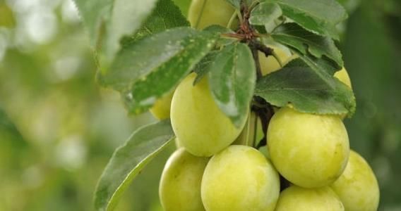 女性|女性常吃此果,大肚腩消了,色斑淡了,子宫越来越干净,早知早好