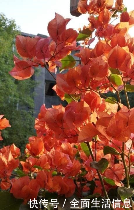 院里种棵“护家树”,开花红得像火,越养越有福气!