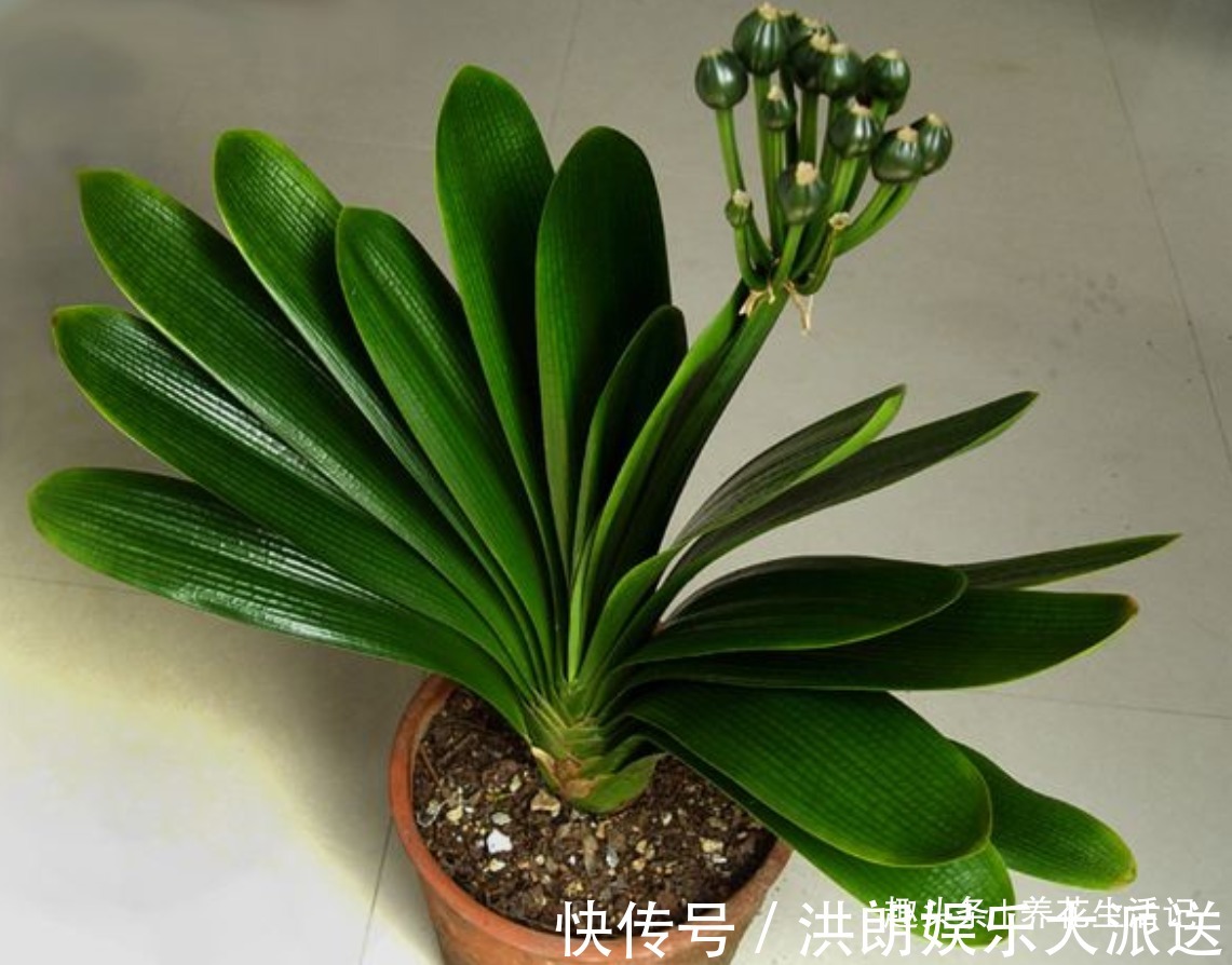 君子兰|家养君子兰,叶片不对称、一边大一边小,学会“3招”就能解决