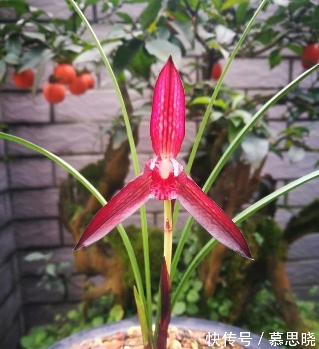 此兰,花色堪称“顶级”,甜香四溢,曾多次获奖,美得移不开眼!