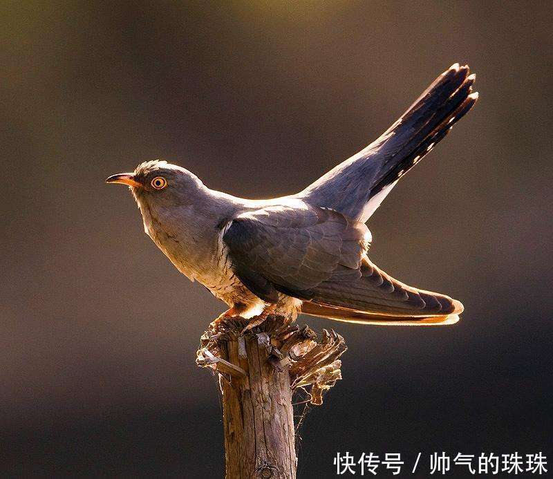 李三瘦、张三影、贺三愁，王三绿，这些诗人外号你知道吗