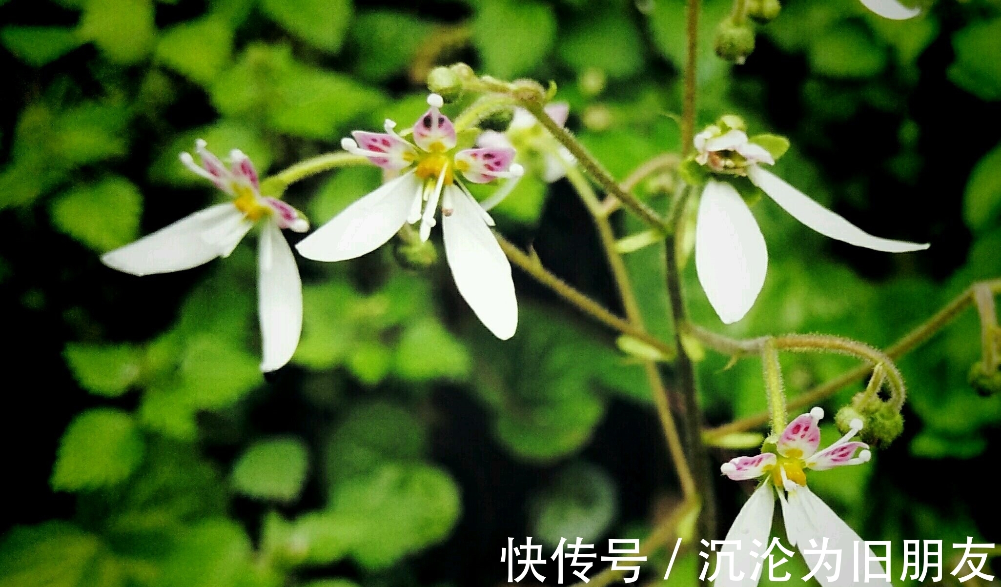 此花生命力顽强，能够在岩石裂缝处生存生长，象征着有较长的坚持