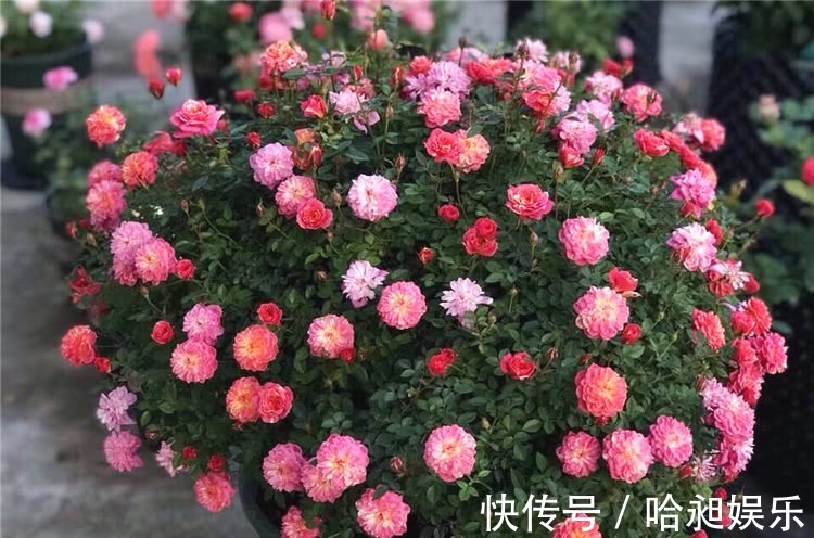 养月季,协调好3地方,月季越长越旺盛,一年四季花开不断!