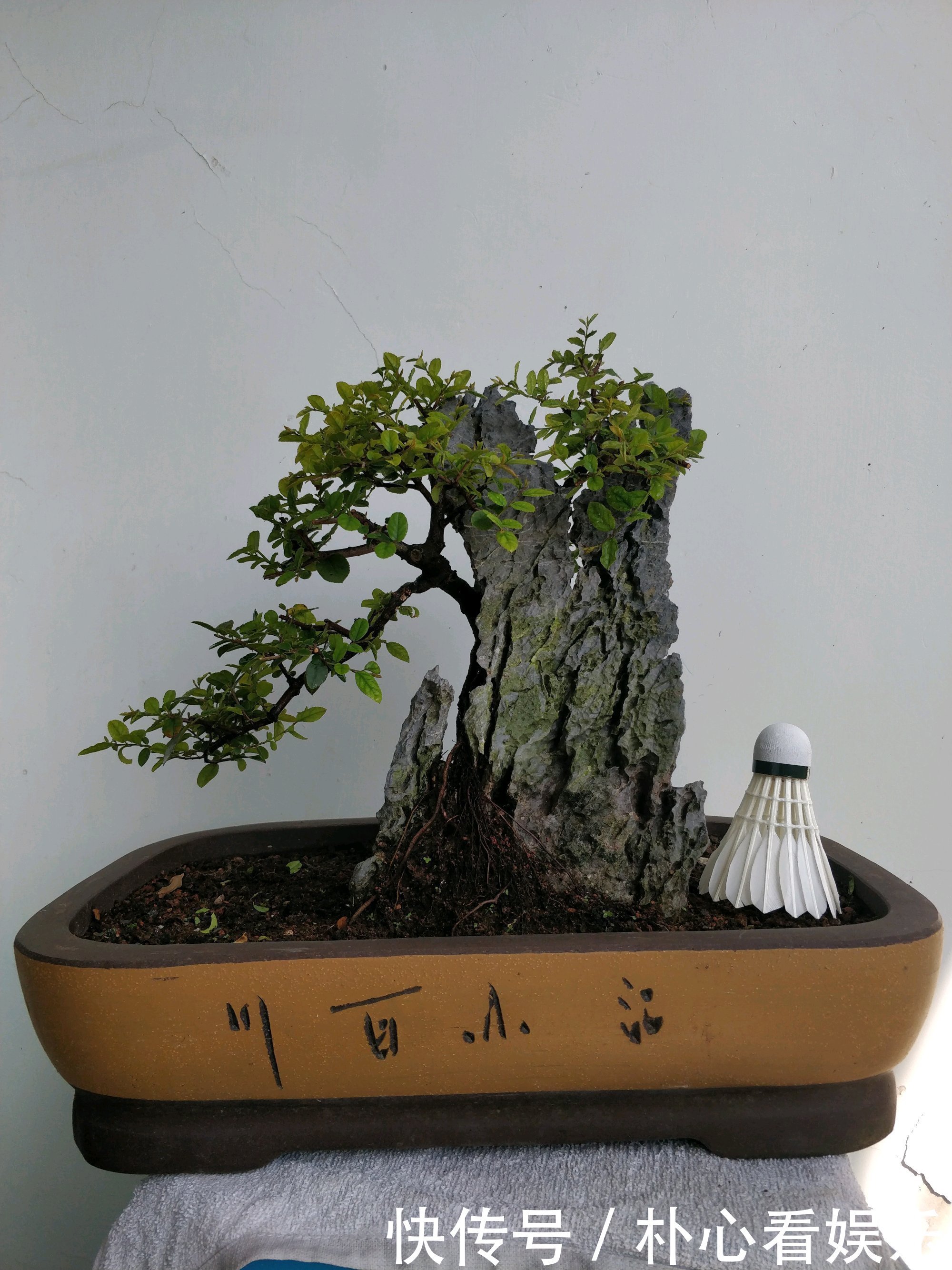 用力过猛|乱糟糟的雀梅盆景没眼看种上石头以后，颜值瞬间爆表