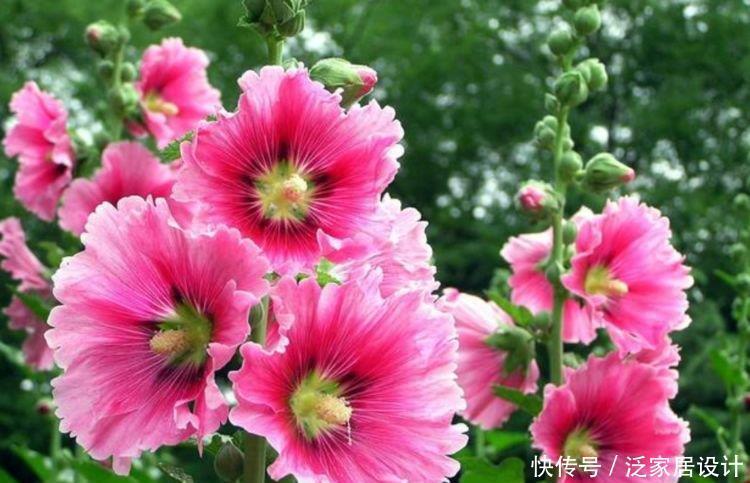 家养4种花,不仅名字好听,花也漂亮,人见人爱,开花一茬茬!