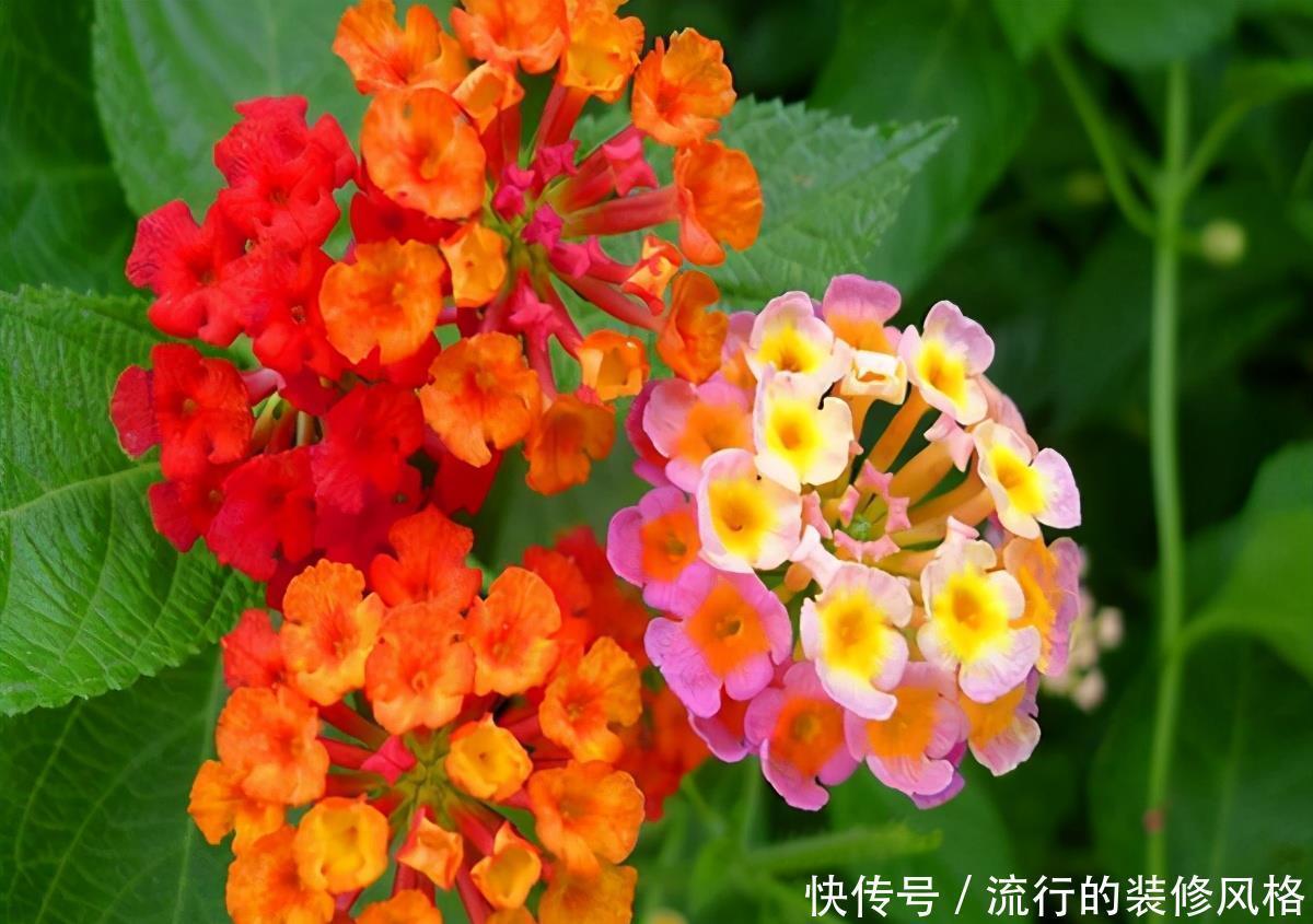 民间七大毒花,别让这些花毁了你的健康
