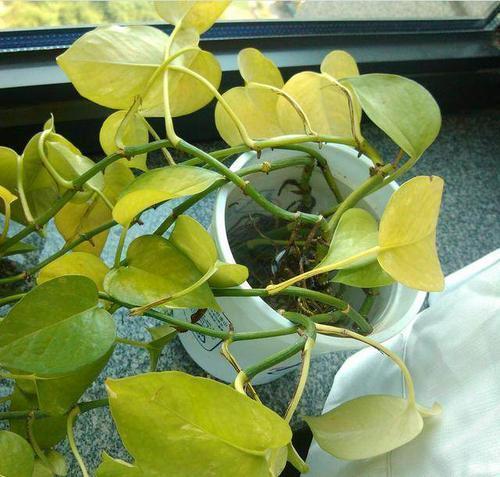 花卉|6个养花的“坏习惯”,难怪总是养不好花,现在纠正也不晚!