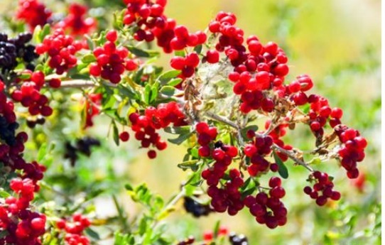 子宫早衰|女性过了30岁,可以多吃4种食物,排除毒素、预防子宫早衰