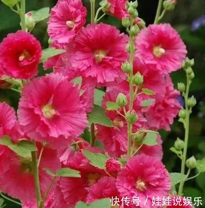 家里养这几款植物，比牡丹好看，比吊兰好养，你养了吗