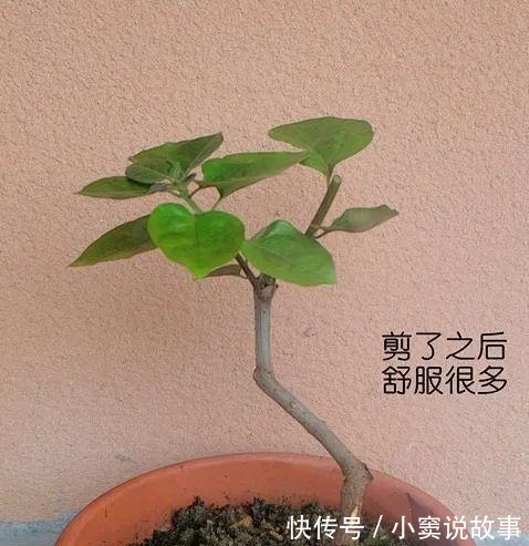 金枝玉叶不能长太高,越矮越值钱,一长高就砍!